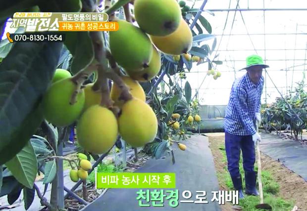 황금과 비파와인 — 완도